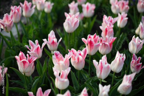 Nature background white pink tulips field from above