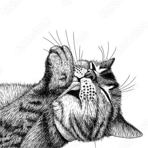 Vector illustration graphic linear striped cat washes his paw in engraving style