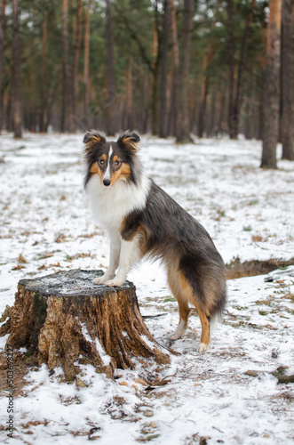 Cute dog brown tricolor breed sheltie shetland shepherd in snow in winter forest on the stump