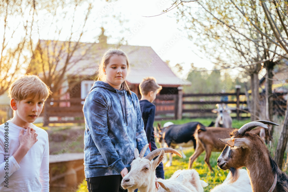Fototapeta premium Three different age children graze goats near a house in the village. Life in the countryside concept.