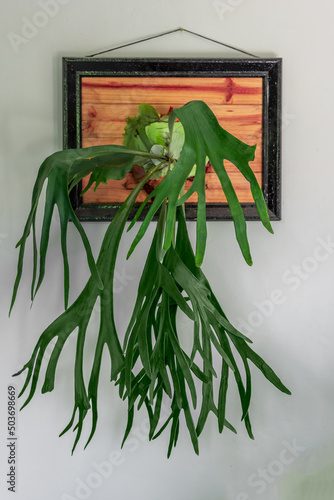 stag horn fern growing on a wall photo