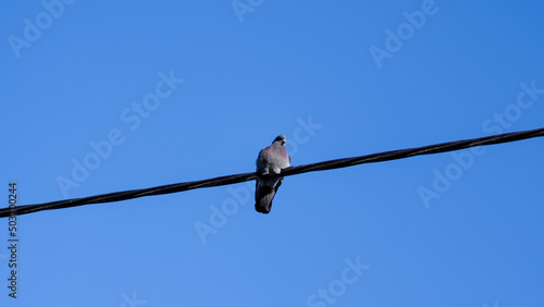 gołąb na linie photo