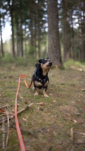 pies z patykiem w lesie