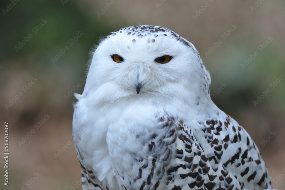 Obraz premium Schnee-Eule ( Bubo scandiacus )