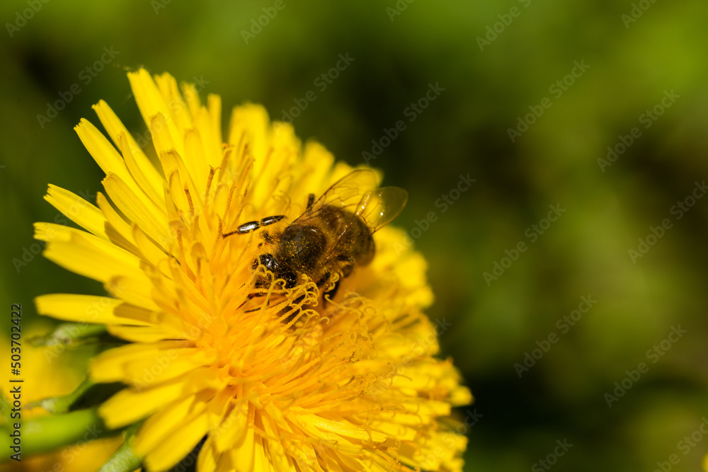 bee on yellow dandelion in spring garden macro background bee on yellow dandelion in spring garden macro background
