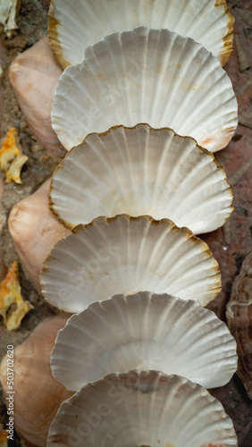 Texture, walls decorated with shells