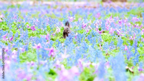 花畑のエゾリス