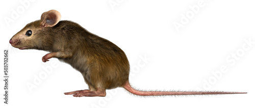 3D Rendering Little Broun Mouse on White photo