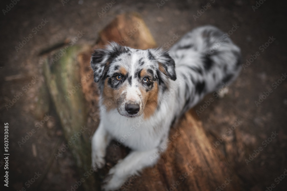 Merle Australian Shepherd dog lying on a log and looking up in the spring forest Merle Australian Shepherd dog lying on a log and looking up in the spring forest