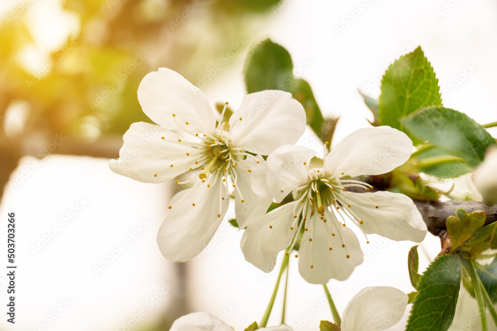 apricot branch with white flowers at sunset.