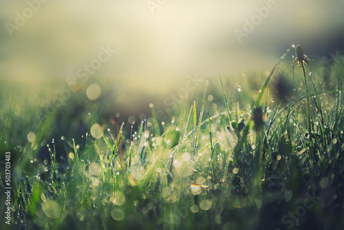 Obraz na płótnie Wild green grass with morning dew at sunrise. Macro image, shallow depth of field. Abstract summer nature background w salonie