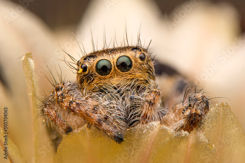 Close up  beautiful jumping spider  