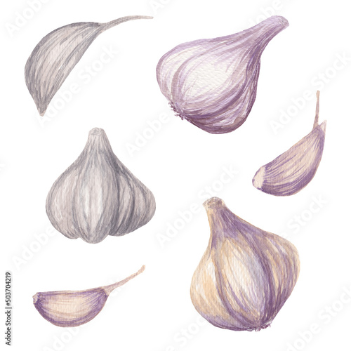 set of garlic isolated on white