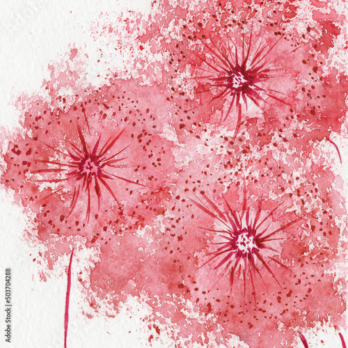 hand drawn watercolor red dandelion on white