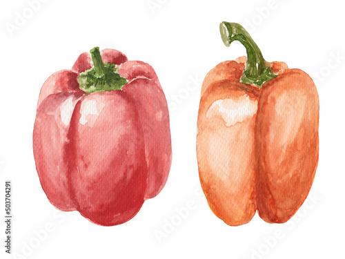 hand drawn watercolor sketch red pepper