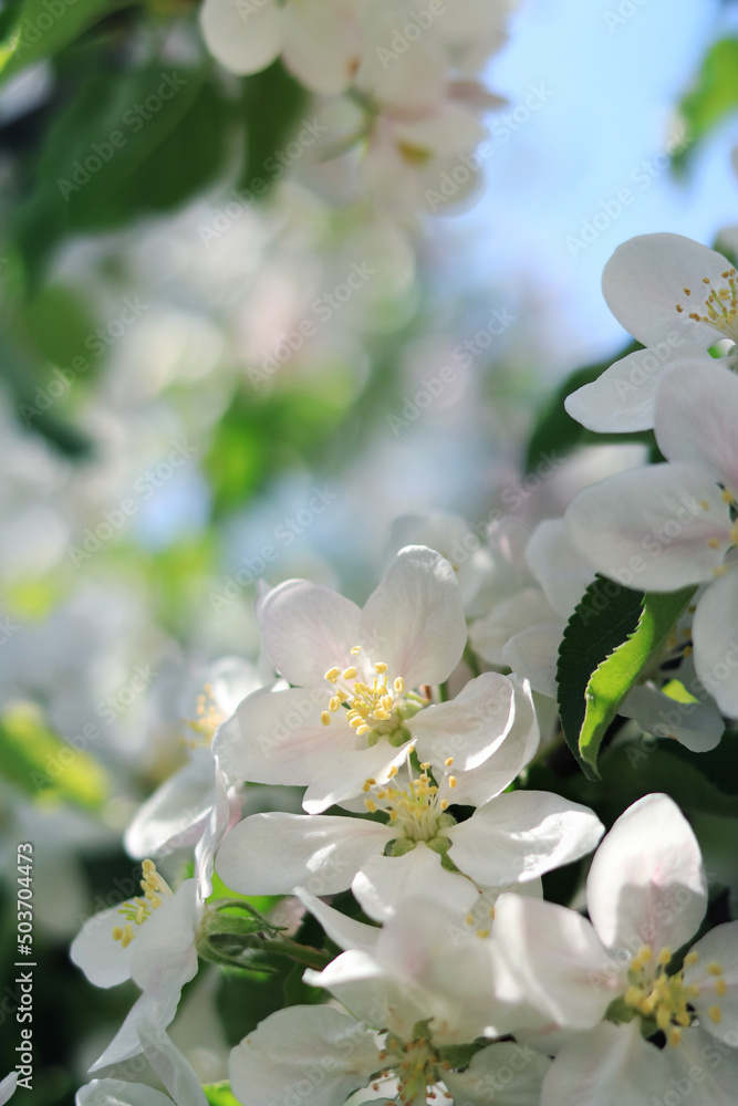 White apple flowers. Spring background or screensaver. Selective Focus
