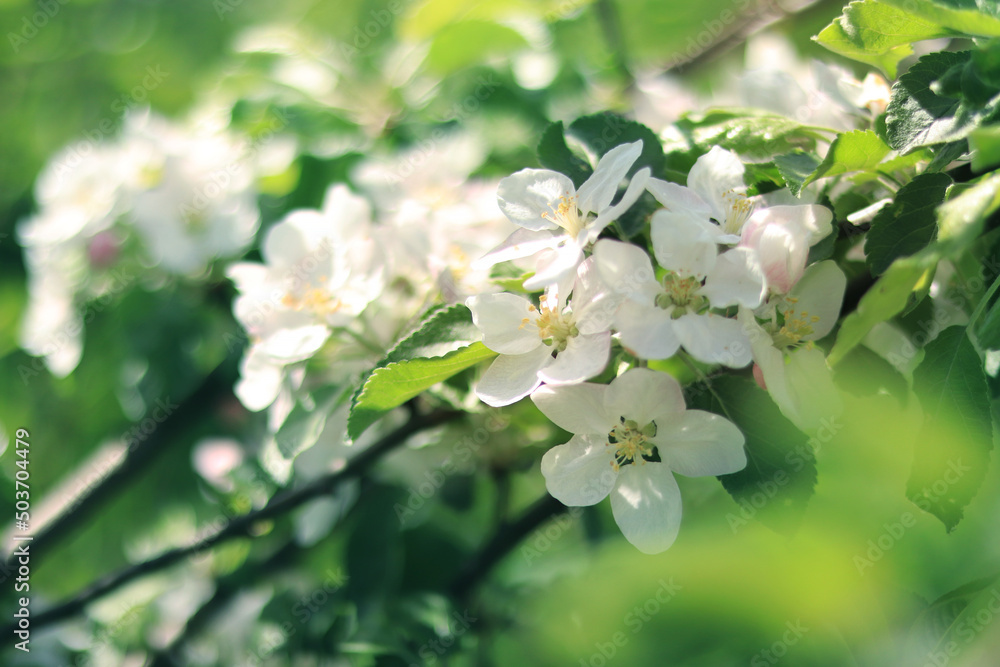 White apple flowers. Spring background or screensaver. Selective Focus White apple flowers. Spring background or screensaver. Selective Focus