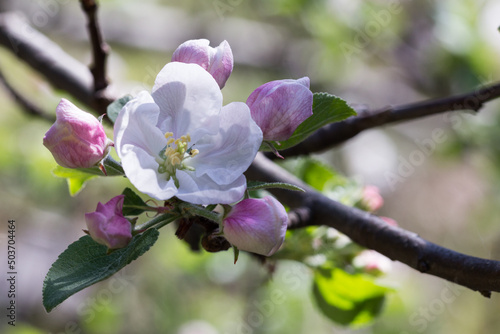 Kwiat jabłoni w okresie wiosennym