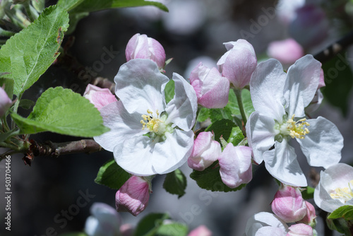 jabłoń kwitnąca w okresie wiosennym