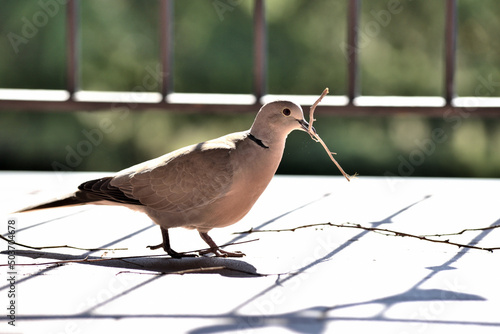 Closeup of a Eurasian collared dove with a twig in the mouse on a sunny floor and a metal fence photo