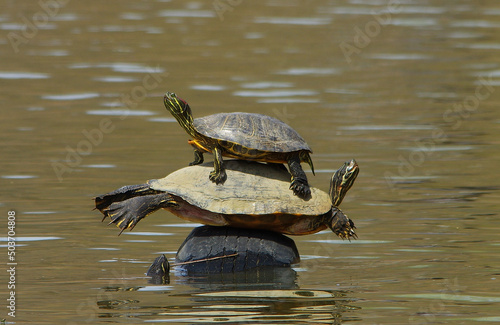 Turtles on a tire in a lake