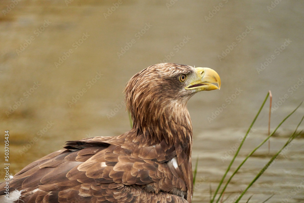 Fototapeta premium A detailed bald eagle head, yellow bill. The bird sits on the edge of the water, scanning the water's surface for fish