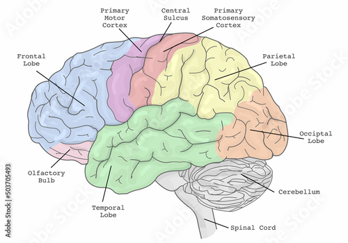 Brain areas parts functions, regions anatomy. Frontal, Primary Motor, Somatosensory cortex, parietal, occiptal, temporal lobe, olfactory bulb. Colorful section infographic diagram. Illustration vector photo