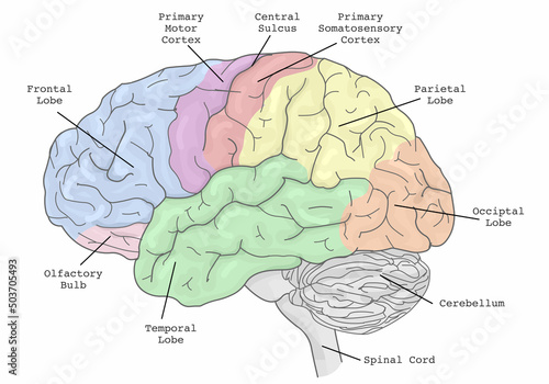 Brain areas parts functions, regions anatomy. Frontal, Primary Motor, Somatosensory cortex, parietal, occiptal, temporal lobe, olfactory bulb. Colorful section infographic diagram. Illustration vector