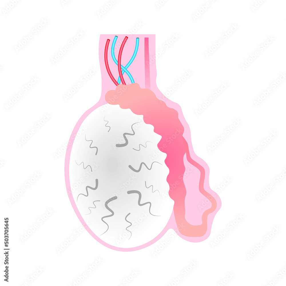 Testis Vector Scientific Designing of Testicle Anatomy. The Organ That Produces Sperm ...
