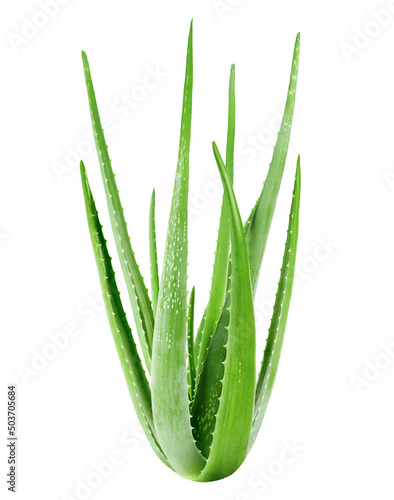 aloe vera plant on white isolated background