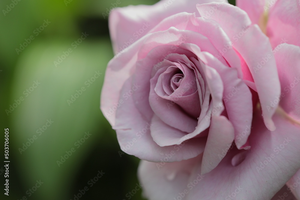 Fototapeta premium バラ