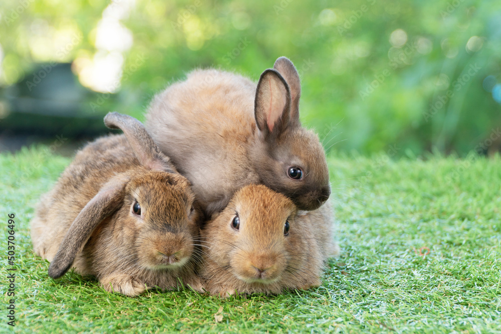Cuddly furry rabbit bunny brown with family sitting and playful together on green grass over natural background. Group of family baby bunny spring time on lawn. Easter newborn bunny family pet concept Cuddly furry rabbit bunny brown with family sitting and playful together on green grass over natural background. Group of family baby bunny spring time on lawn. Easter newborn bunny family pet concept