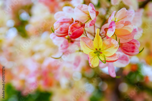 Selective focus on yellow petals with pink petals beside, colorful bokeh background,pink flowers in spring