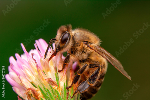 Close Up  beautiful  Bee macro in green nature  © blackdiamond67