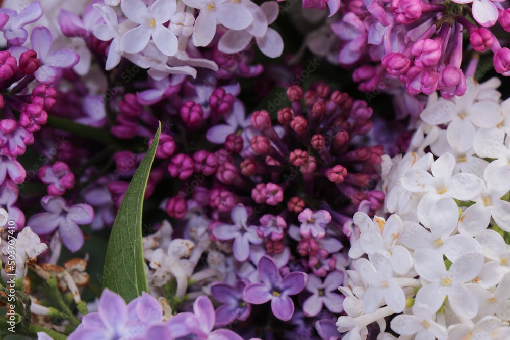 White and purple lilac in a basket isolated on a white background. Juicy and bright spring flowering White and purple lilac in a basket isolated on a white background. Juicy and bright spring flowering