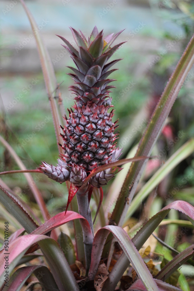 Fresh pineapple growing on pineapple garden Fresh pineapple growing on pineapple garden