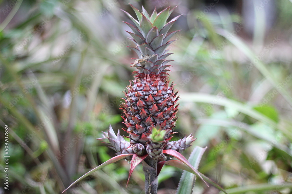 Fresh pineapple growing in pineapple garden Fresh pineapple growing in pineapple garden