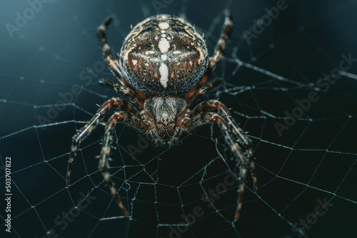 Closeup of a European garden spider on the web with a blurry background photo