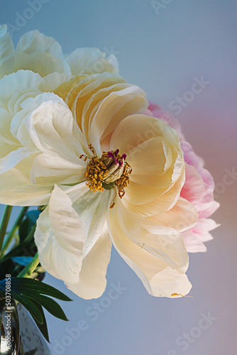 Blooming fluffy pink white peony flower close up on elegant minimal pastel beige background. Creative floral composition. Stunning botany wallpaper or vivid greeting card. © Nastassia Kudzina