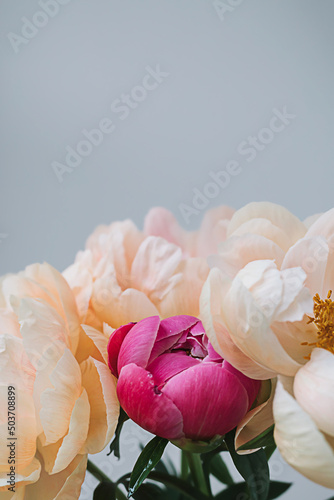 Fototapeta Naklejka Na Ścianę i Meble -  Blooming fluffy pink white peony flower close up on elegant minimal pastel beige background. Creative floral composition. Stunning botany wallpaper or vivid greeting card.