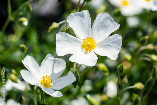 Halimiocistus sahucii (Sahuc rock rose) flower. This plant produces white flowers in spring. It's also called Halimiocistus revolii.