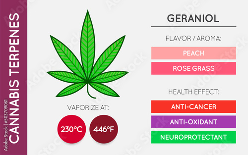 Cannabis Terpene Guide Information Chart. Aroma and Flavor with Health Benefits and Vaporize Temperature. Vector.