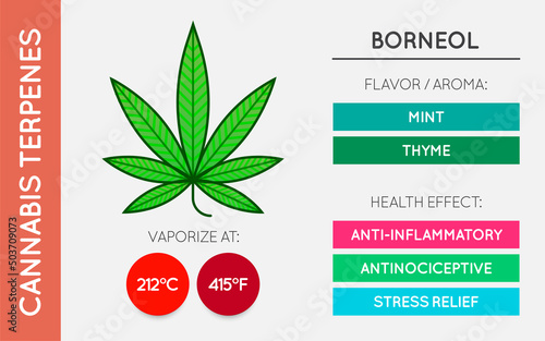 Cannabis Terpene Guide Information Chart. Aroma and Flavor with Health Benefits and Vaporize Temperature. Vector.