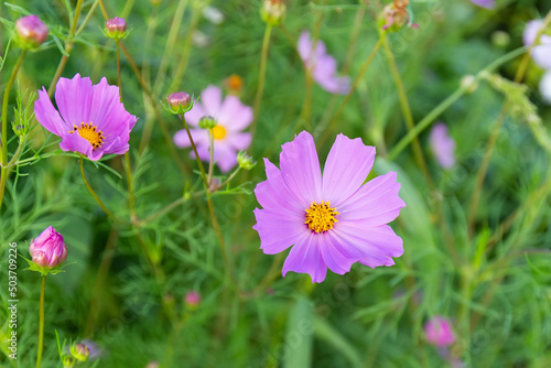 Purple Mexican aster on blurred green natural background. Cosmos bipinnatus or Cosmos flowers. Picturesque summer background. Top view