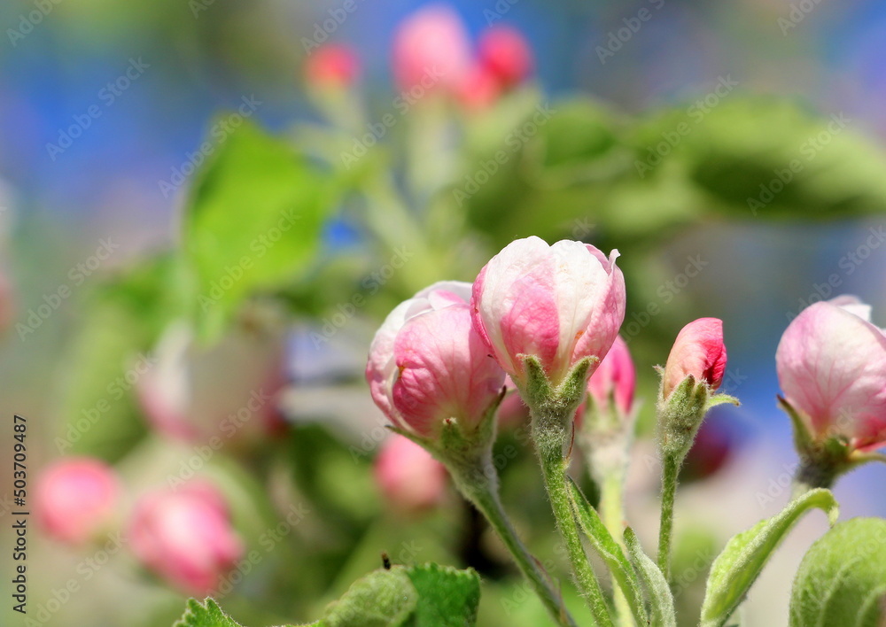 Blooming apple tree in May. Horizontal poster with small white and pink apple flowers. Blooming apple tree in May. Horizontal poster with small white and pink apple flowers.