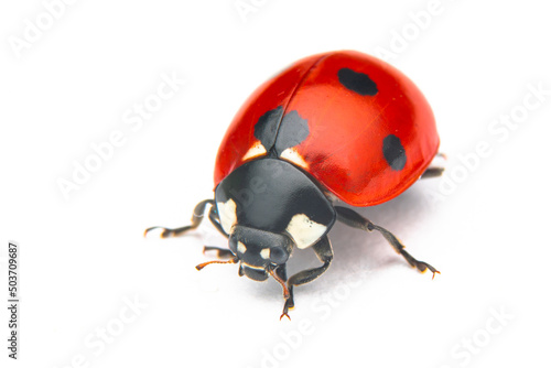 Beautiful ladybug on leaf defocused background © blackdiamond67