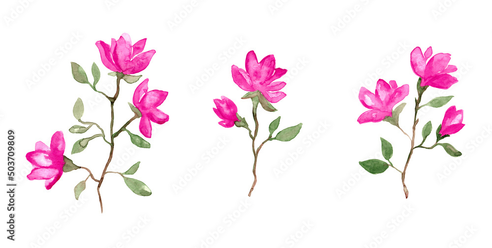 Pink magnolia flowers - watercolor painting set of spring blossom isolated on white background Pink magnolia flowers - watercolor painting set of spring blossom isolated on white background