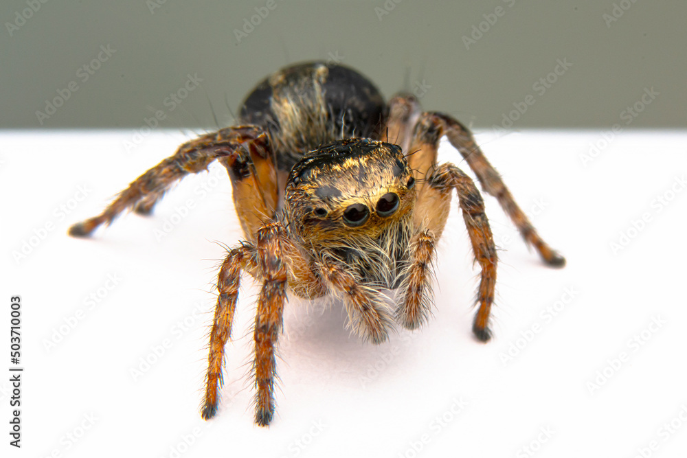 Close up beautiful jumping spider Close up beautiful jumping spider