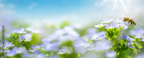 Art beautiful Spring or Summer nature blurred background; white spring flower and fly bee against evening sunny sky;