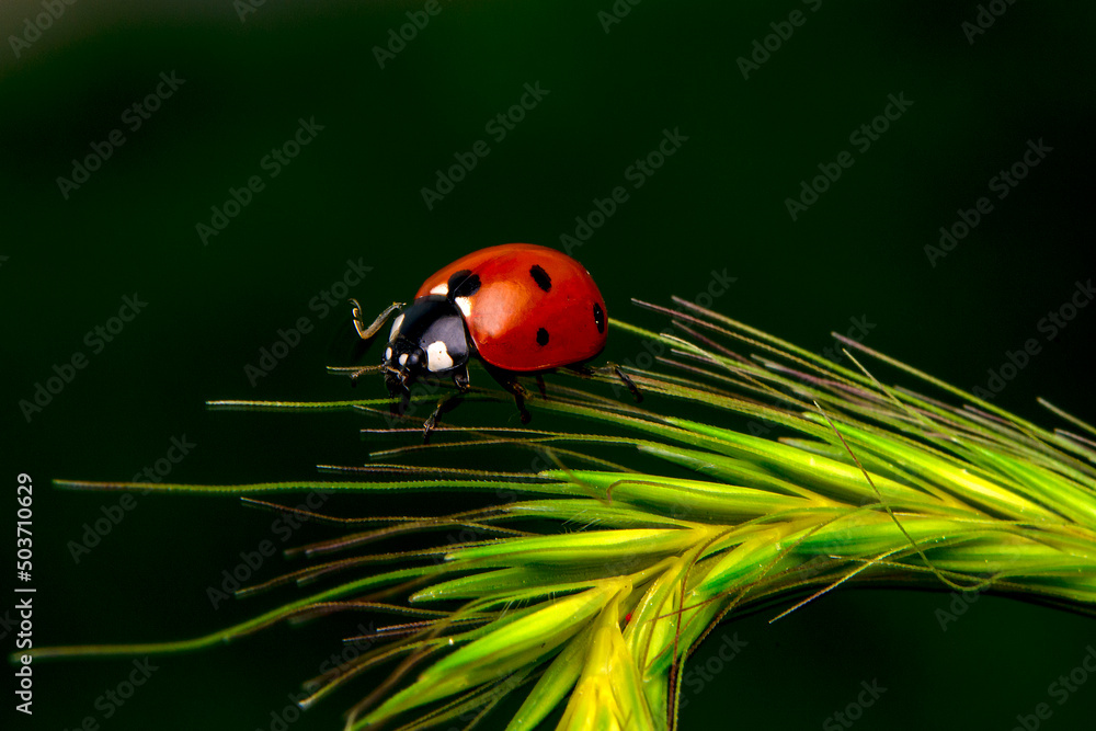 Beautiful ladybug on leaf defocused background Beautiful ladybug on leaf defocused background